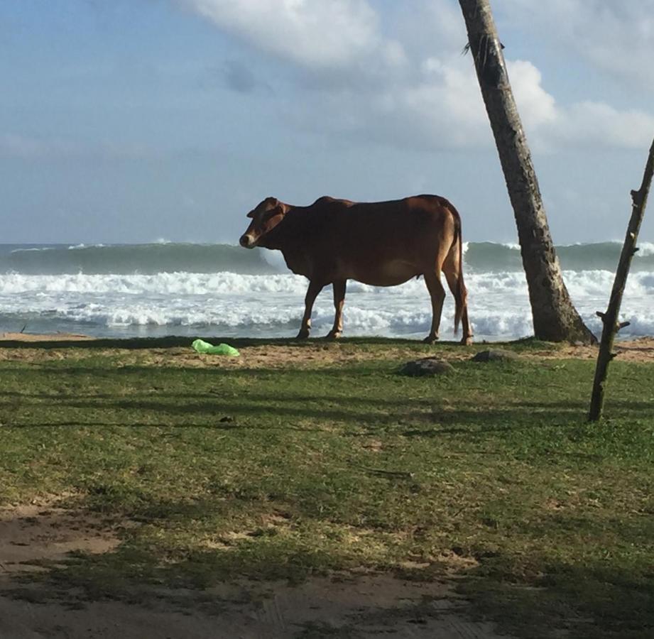 Sundance Surf Coconut Point Weligama Exterior foto
